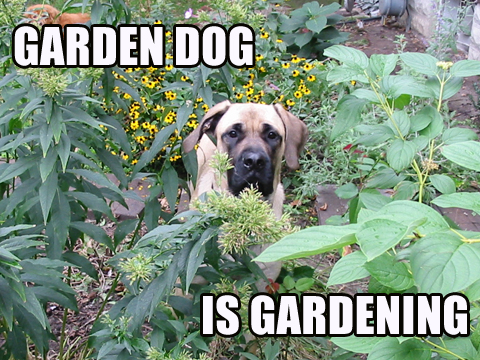 [garden+dog.jpg]