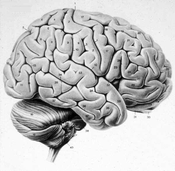 [cerebro+(3).jpg]