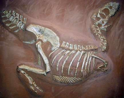 [Tarbosaurus_museum_Muenster.jpg]