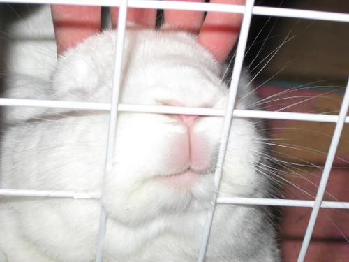 [Bunny+Kiss.jpg]