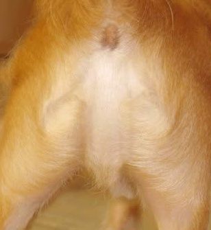 [dog+butt2.jpg]