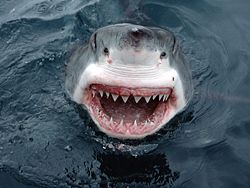 [250px-Jaws_Great_White_Shark_South_Australia_1138572075.jpg]
