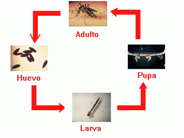 Ciclo biologico del Aedes