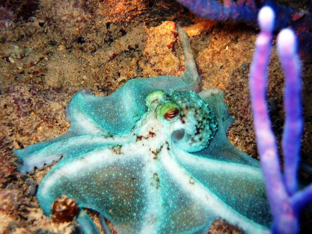 [octopus_bahamas.jpg]