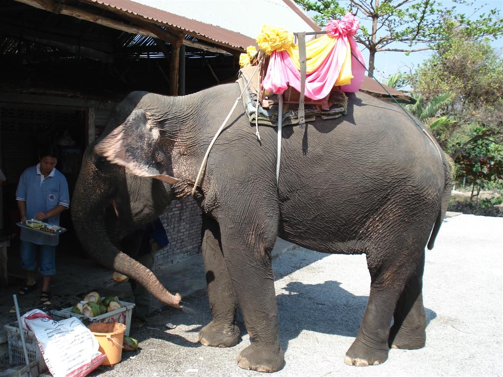 [Thailand+129+-+Elephant+Village+(Large).JPG]