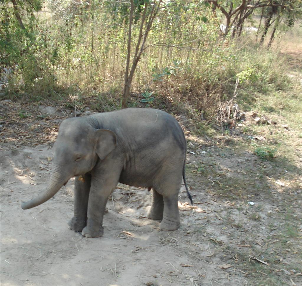 [Thailand+108-2+-+Baby+Elephant+(Large).jpg]