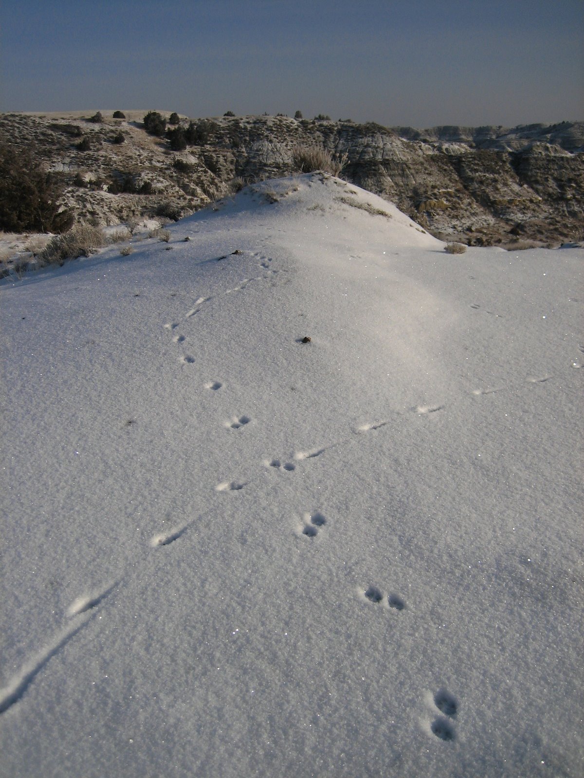 [coyote+and+rabbit+in+the+snow.JPG]