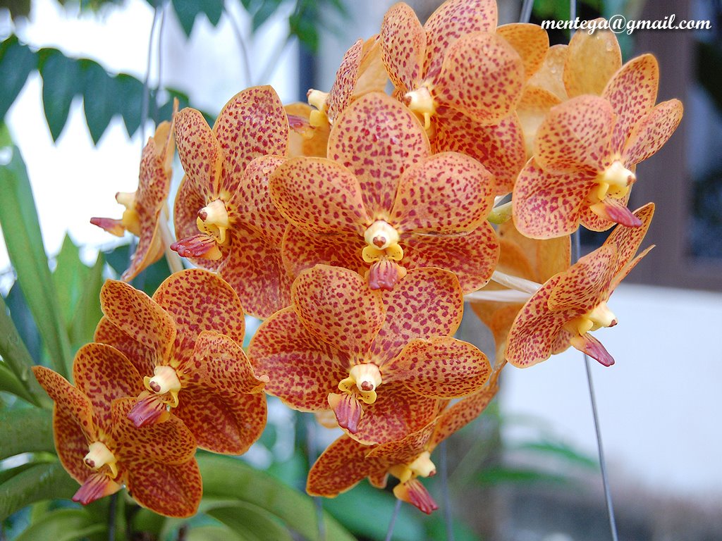 [blog-orchid-004.jpg]