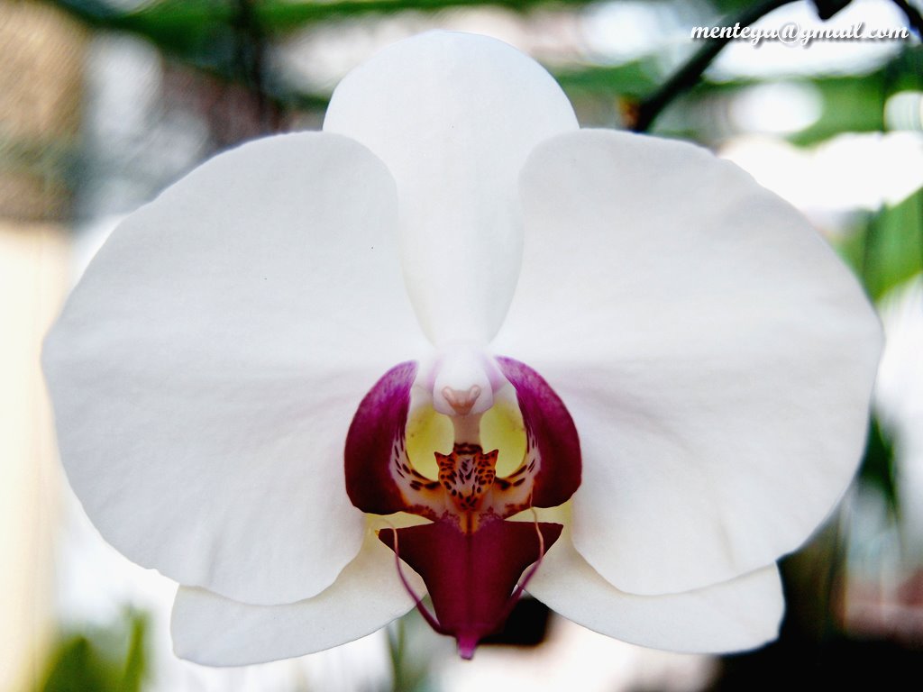 [blog-orchid-005.jpg]