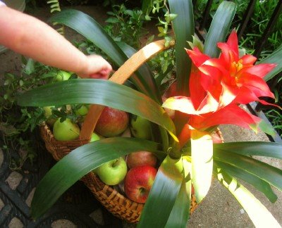 [putting-apples-around-plants-in-tropical-basket-centerpiece.jpg]
