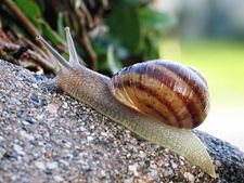 [225px-Common_snail.jpg]