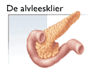 [diabetes_pancreas_nl.gif]