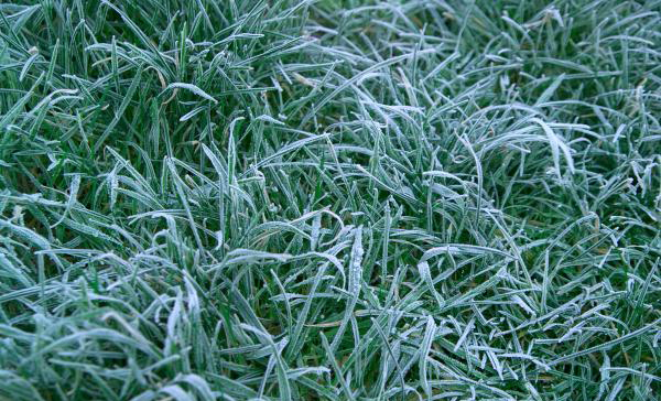 [frost+on+grass.jpg]