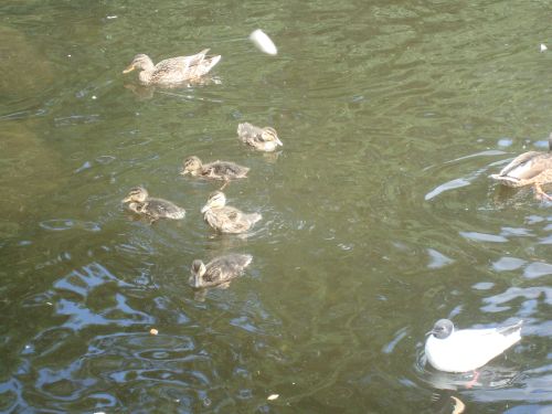 [duck+pond+7.JPG]