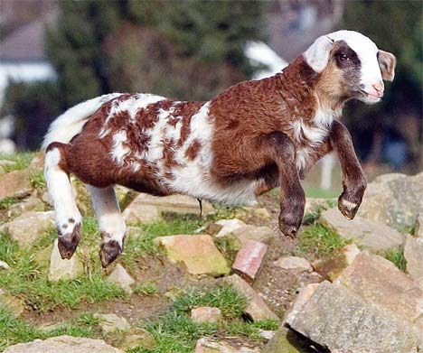 [lisa-geep-goat-sheep.jpg]