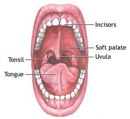 [oral-cavity-tonsil-810.jpg]