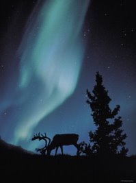 [reindeer.jpg]