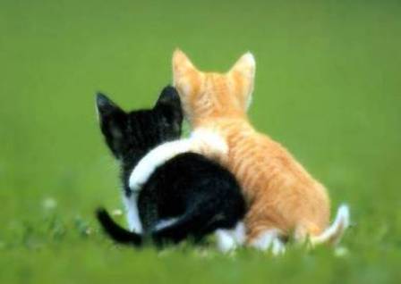 [kitty+hug.jpg]