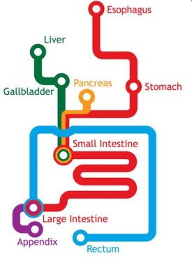[digestiontubemap.jpg]