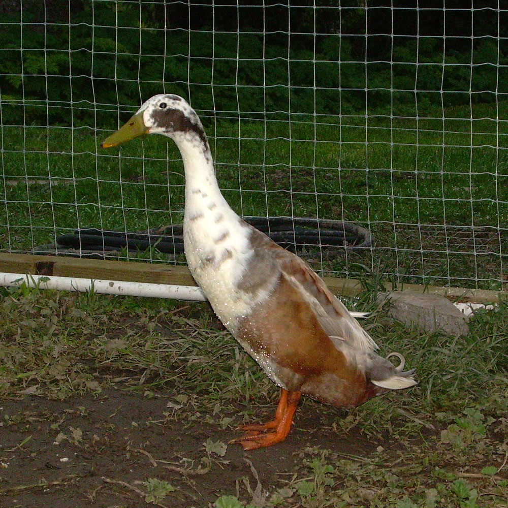 [2008-03-18-ducks2.jpg]