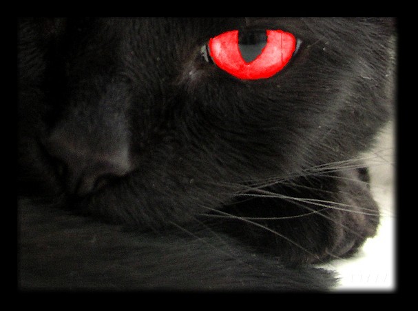 [The_Black_Cat.jpg]