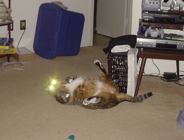 [possessed+cat.jpg]