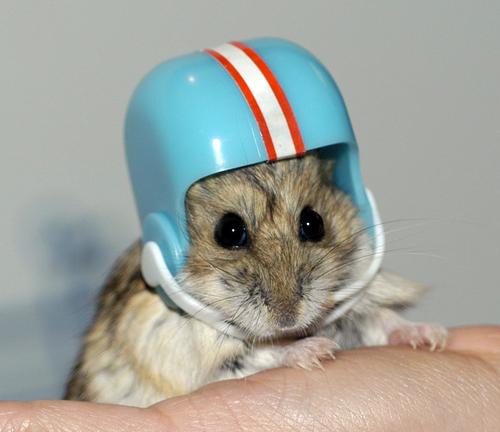 [hamster+helmet.jpg]