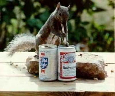 [squirrel-drinking-beer-budweiser-through-a-straw.jpg]