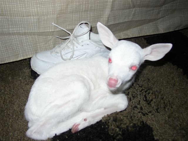 [albino+deer.bmp]