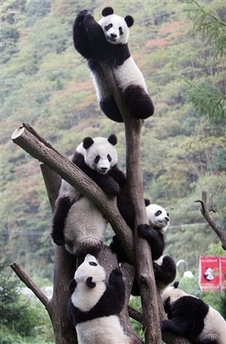 [panda+hangout.jpg]