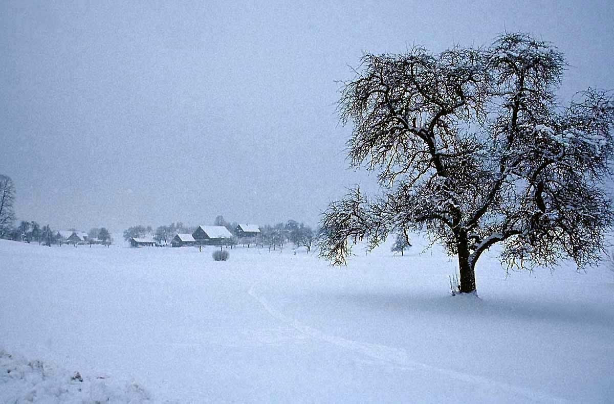 [tree+winter.jpg]