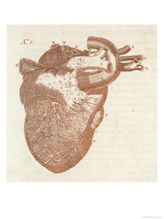 [Diagram-of-a-Human-Heart-Giclee-Print-C12365267.jpg]