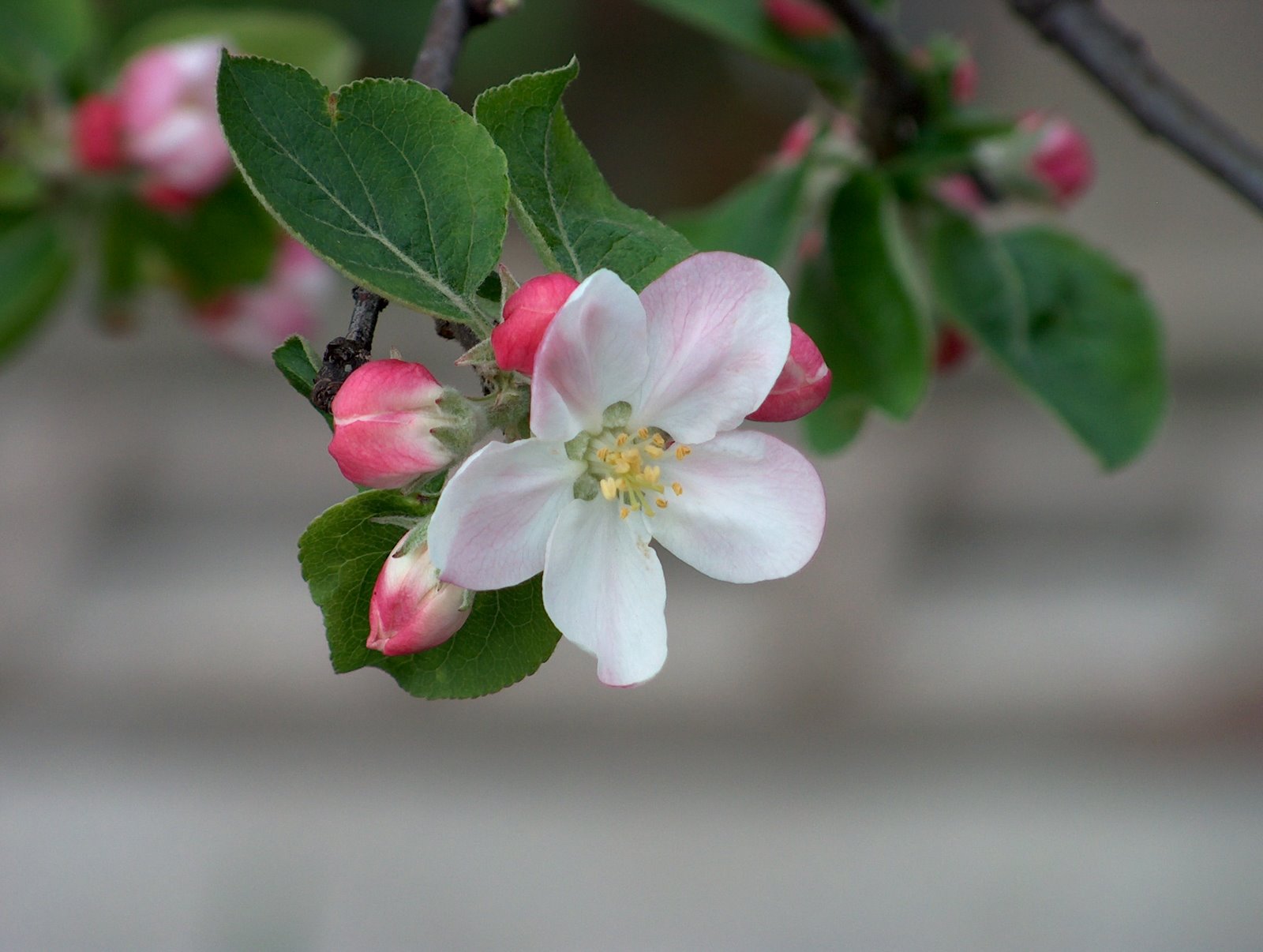 [09.04.207+an+apple+tree+blossom.JPG]