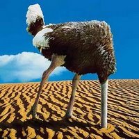 [ostrich-head+in+sand.jpg]