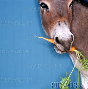 [donkey-chewing-carrot_~bxp58593.jpg]