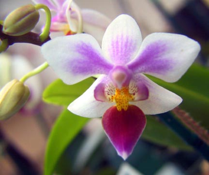 [orchid.jpg]
