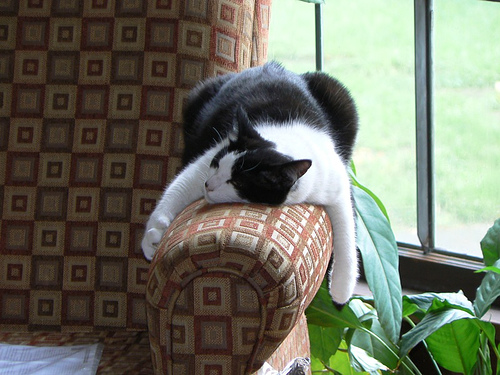 Gambar kucing tidur