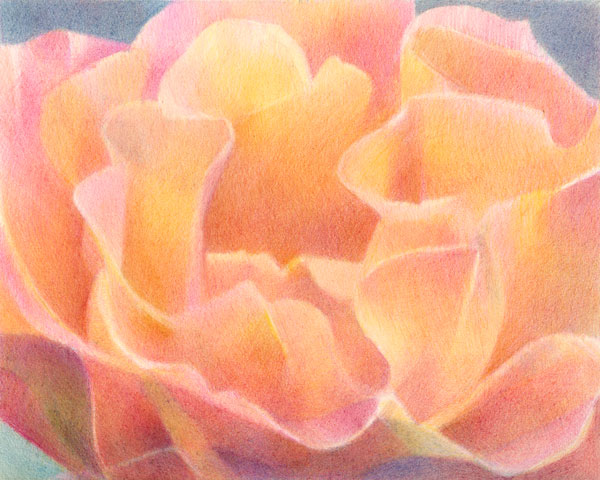 Rosa #2 a coloured pencil drawing by Katherine Tyrrell