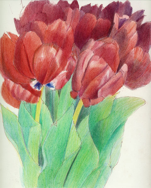 [web_Red-Tulips.jpg]