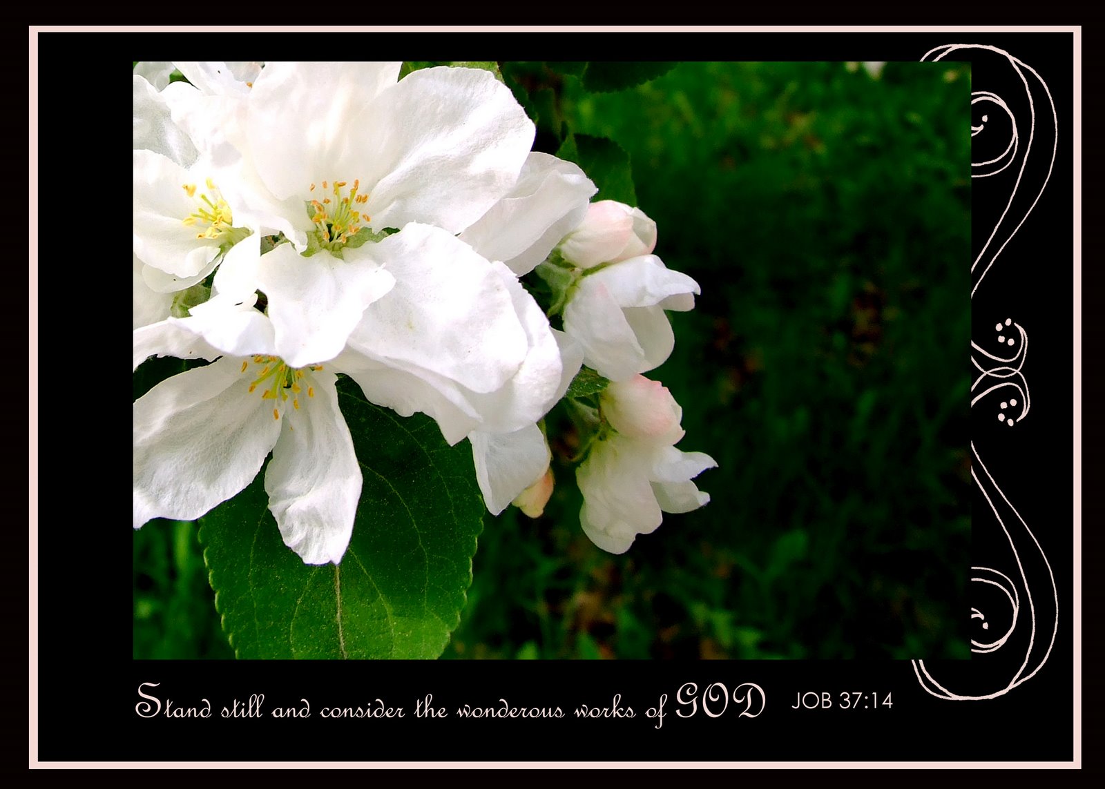 [Apple+blossoms+with+text+-+2+copy.jpg]
