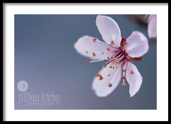 [macro+cherry+blossom+006eweb.jpg]