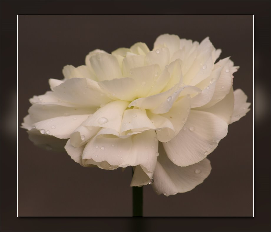[White+Ranunculus.jpg]