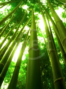 [stockxpert.bambu.jpg]