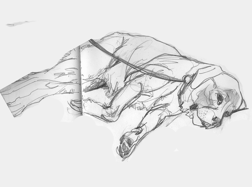 [DOG+sleeping+4.jpg]