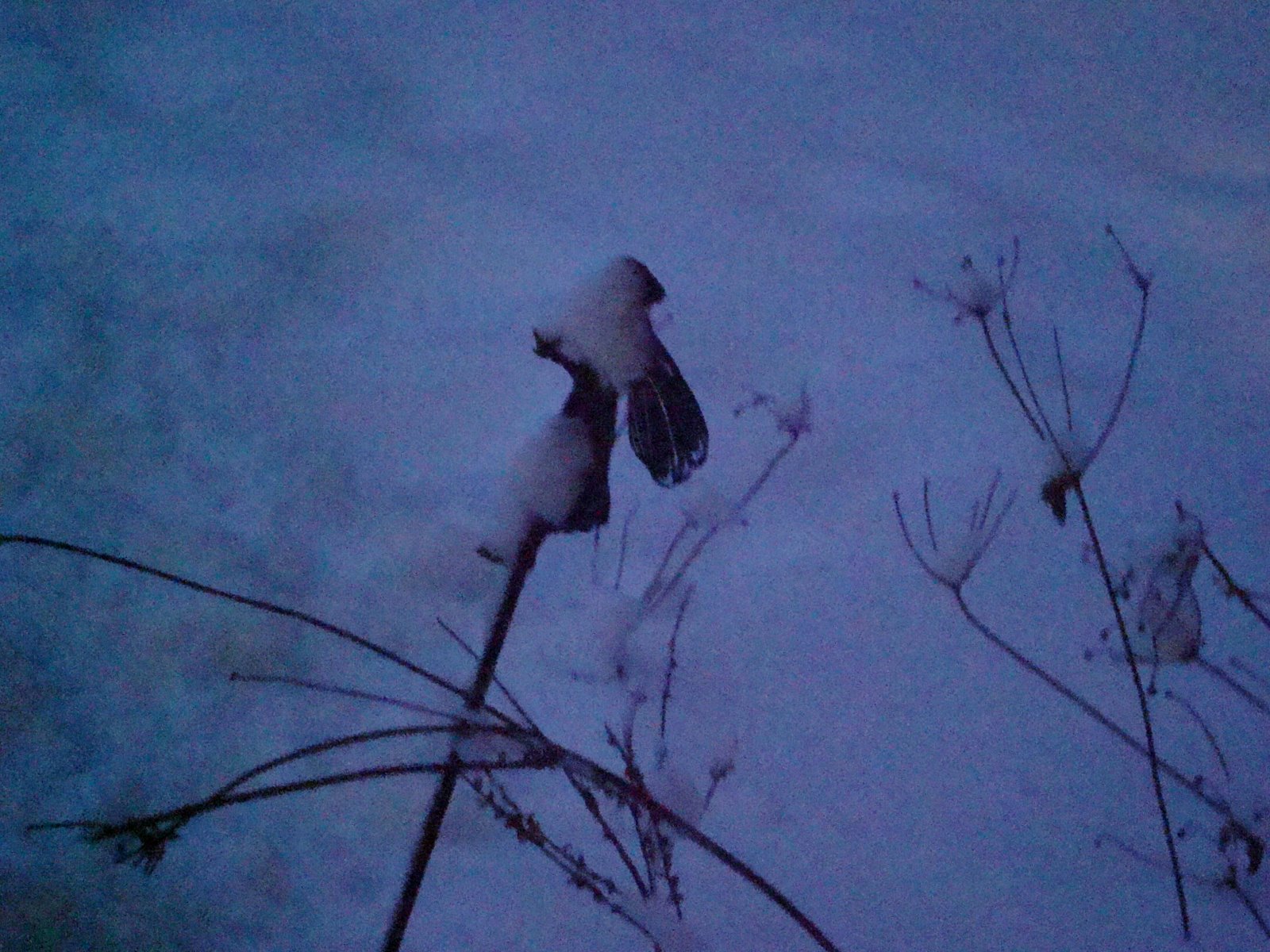 [Garden+fairy+in+snow.jpg]