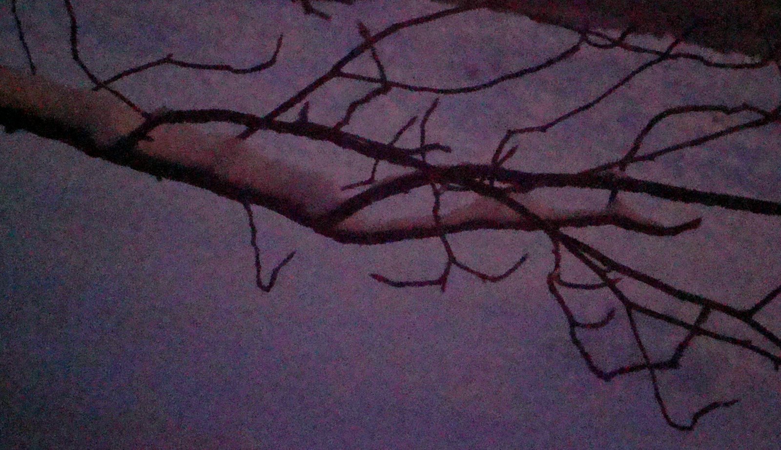 [snow+on+branch.jpg]
