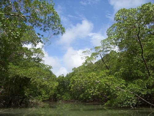 [800px-River_in_the_Amazon_rainforest.jpg]