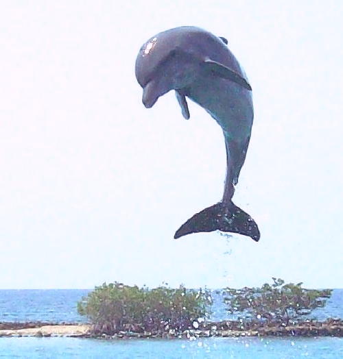 [Hoppande+Delfin+Colombia.jpg]