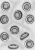 [normal+red+cells.jpg]