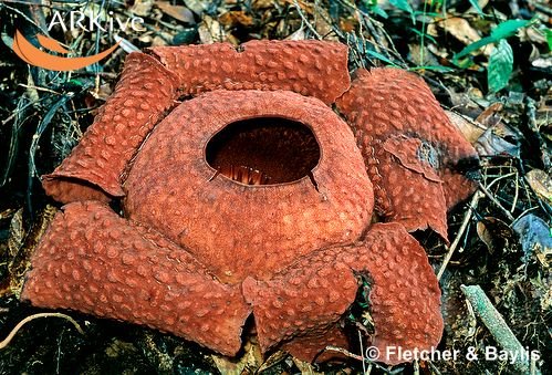 [large-Rafflesia-tuan-mudae-flower-starting-to-wilt.jpg]